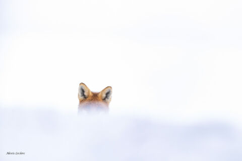 Edition 2019 - Alexis Leclerc