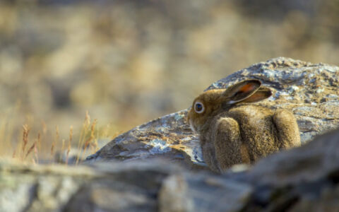 Edition 2019 - Bernard Pons