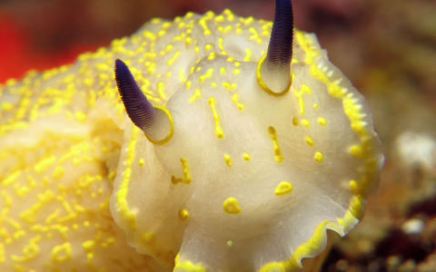 Edition 2019 - Chantal Jomard