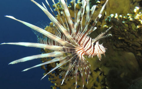 Edition 2019 - Chantal Jomard