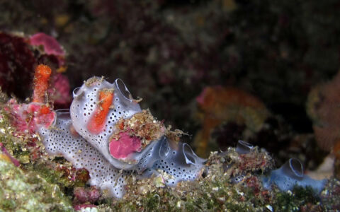 Edition 2019 - Chantal Jomard