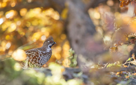 Edition 2019 - Jean Guillet