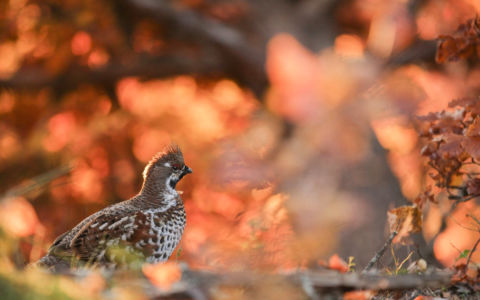 Edition 2019 - Jean Guillet