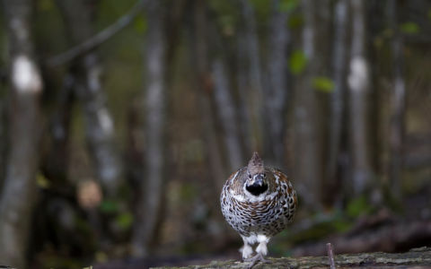 Edition 2019 - Jean Guillet