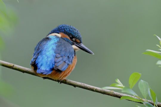 Edition 2019 - Pascal Engler