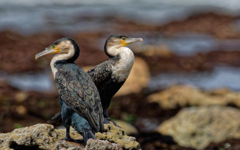 Edition 2019 - Patrice Durand