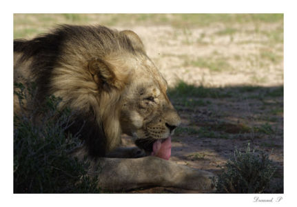 Edition 2019 - Patrice Durand