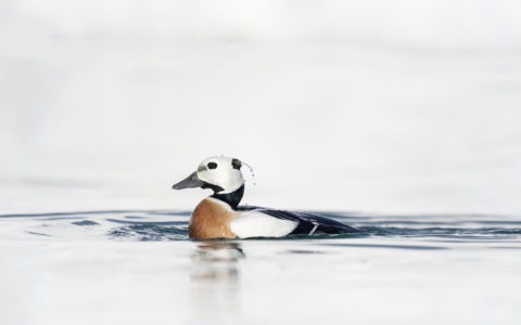 Edition 2019 - Patrick Delieutraz