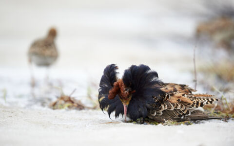 Edition 2019 - Patrick Delieutraz