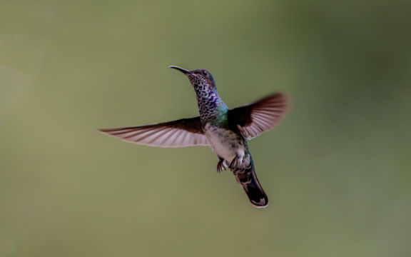 Edition 2019 - Robert Bousrez