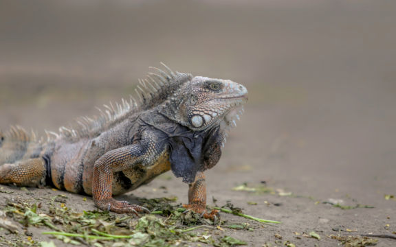 Edition 2019 - Robert Bousrez