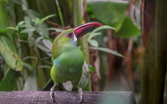 Edition 2019 - Robert Bousrez