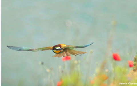 Edition 2019 - Séverin Rochet