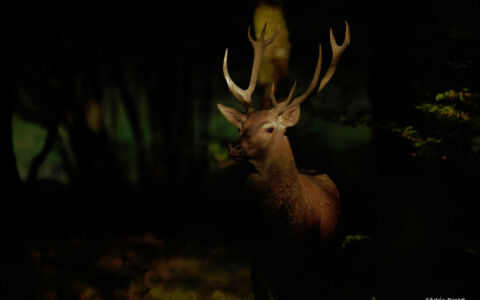 Edition 2019 - Séverin Rochet