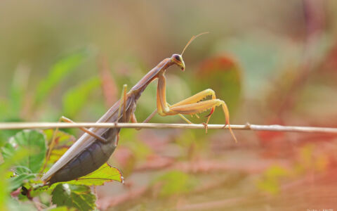 Edition 2019 - Stéphanie Haute