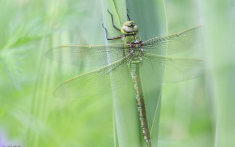 Edition 2019 - Stéphanie Haute