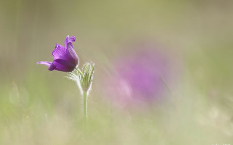 Edition 2019 - Stéphanie Haute