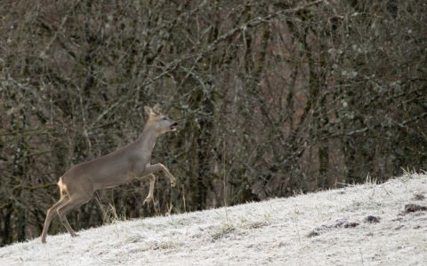 Edition 2019 - Hugo P.