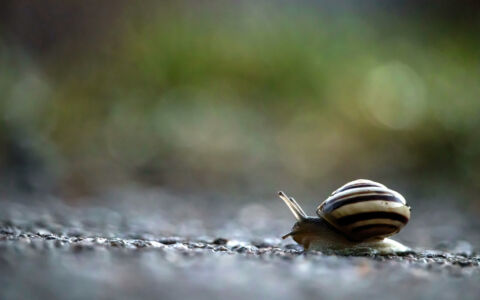 Edition 2019 - Hugo P.