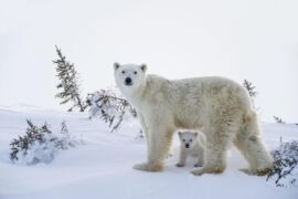 les ours polaires de Bruno et Dorota Senechal