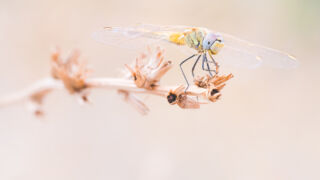 Lac de Saint-Cassien - France 2017