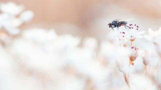 Saint-Maurice-de-Gourdans - France 2018
Facebook : https://www.facebook.com/bidoulmarc/
Site Web : https://www.marcbidoul.fr/