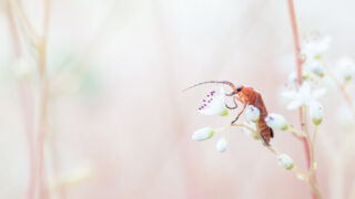 Saint-Maurice-de-Gourdans - France 2018
Facebook : https://www.facebook.com/bidoulmarc/
Site Web : https://www.marcbidoul.fr/