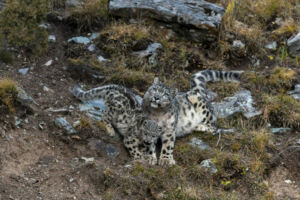 Festival Inter'nature du Haut-Jura<br>31 mars 1-2 avril 2023