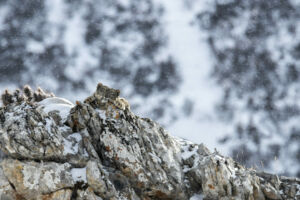 Festival Inter'Nature du Haut-Jura<br>31 mars 1-2 avril 2023