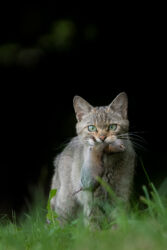 chat forestier (felis silvestris) femelle qui rapporte une proie (campagnol terrestre) à ses jeunes.