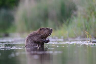 <span style="color: var(--ast-global-color-0);" class="stk-highlight">5-6-7 avril 2024</span><br><a href="https://www.fina-hautjura.fr/edition-2024/edition-2024-invite-dhonneur-remi-masson/">Rémi Masson invité d'honneur</a>