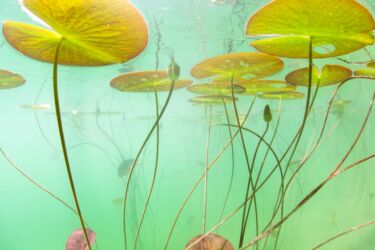 <span style="color: var(--ast-global-color-0);" class="stk-highlight">5-6-7 avril 2024</span><br><a href="https://www.fina-hautjura.fr/edition-2024/edition-2024-invite-dhonneur-remi-masson/">Rémi Masson invité d'honneur</a>