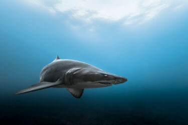 Sand tiger shark (Carcharias taurus) is also called "raggie". Shot in Ningaloo Reef (Australia)