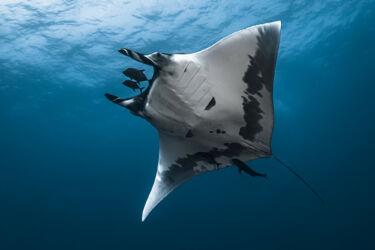 Raie manta océanique nageant dans le bleu - San Benedicto, Iles Socorro, archipel Revillagigedo, Mexique, Amérique / giant oceanic manta ray swimming in the blue - San Benedicto, Socorro island, Revillagigedo archipelago, Mexico, America / Mobula birostris