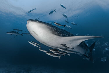 Requin baleine entouré de carangues et de rémoras nageant sur fond sableux - Richelieu Rock, mer d'Andaman, Océan Indien, Thailande, Asie / Whale shark surrounded by trevallies and remoras swimming over a sandy bottom - Richelieu Rock, Andaman sea, Indian ocean, Thailand, Asia / Rhincodon typus