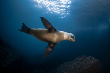 Otarie de Californie jouant près de la surface - Los Islotes, La Paz, Mer de Cortez, Mexique / California sea lion playing near surface - Los Islotes, La Paz, Cortez sea, Mexico /
