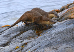 Loutre d'Europe. Lutra lutra