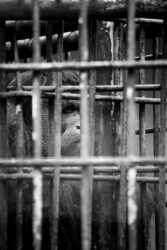 Un orang-outan mâle dans un centre de réhabilitation ou en prison ? Victime passée, présente (future ?) de l'humain.