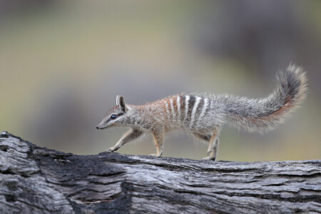 Numbat ; Myrmecobius fasciatus; Fourmilier marsupial rayé /
Jeune numbat marchant sur un tronc d'eucalyptus partiellement calciné ; Young numbat walking on a partially burned eucalyptus trunk./
Parc national de la forêt de Dryandra; Australie occidentale; Australie/ Dryandra woodland National Park; Western australia ; Australia.